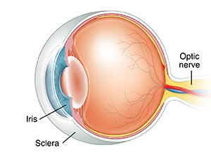 Three-quarter view cross section of eye.