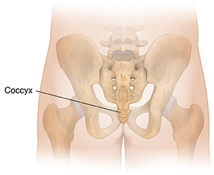 Back view of buttocks with pelvic bones ghosted in, showing coccyx.