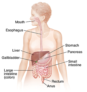 Outline of female head and torso showing digestive system from mouth to anus.