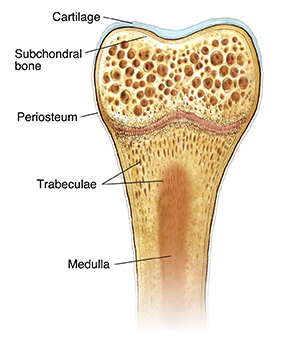 Cross section of bone showing cartilage, subchondral bone, periosteum, trabeculae, and medulla.