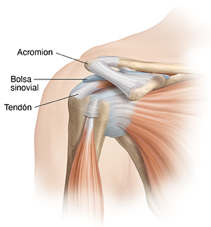 Vista frontal de la articulación del hombro, donde pueden verse los músculos.