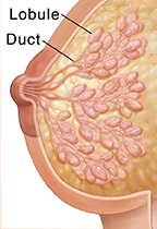 Cross section of breast.